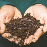 Worm Food Recipes