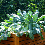 Benefits of Permanent Raised Garden Beds