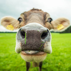 How Cattle Handle Heat