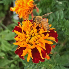 Pollinators in the Garden