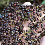 How to Make Elderberry Syrup