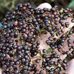 How to Make Elderberry Syrup