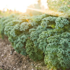 August Planting for Autumn Feasting