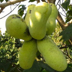 Pawpaw Myths