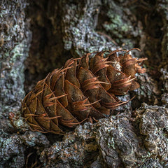 Classifying Conifers